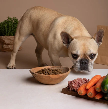 Pet Nutrition Essentials: A Guide to Optimal Health