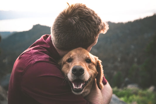 Unveiling the Extraordinary Loyalty Between Pets and Their Humans!